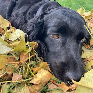 Meet your Posher, Petra